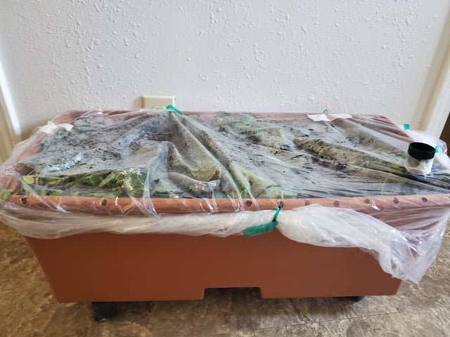 Alien Rock Candy & Grape Deebo — germination, day 1