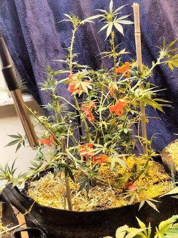 jay seaton  — done, day 229