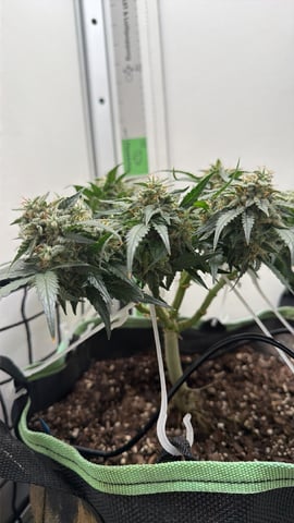 Midsummer Outdoor — flower, day 74