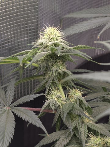  1 Blue Zushi x Venom & 1 Jack Here x Strawberry Cookies OG — flower, day 69