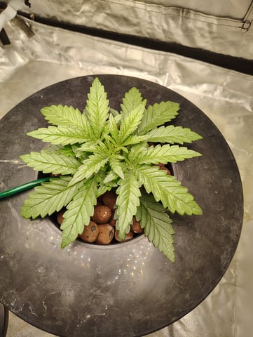 1st grow  — vegetative, day 11