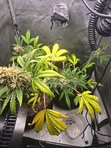 Durban Poison — flower, day 92
