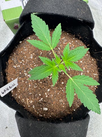 white runtz auto flower — vegetative, day 17