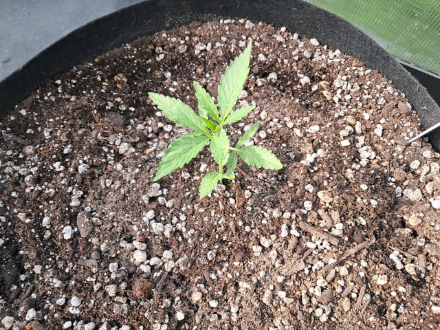 re-start new germination — vegetative, day 31