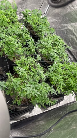 1st Ever Grow (GodFather OG) (Coco) — vegetative, day 72