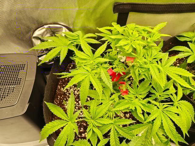 Last girls got kicked. — vegetative, day 43