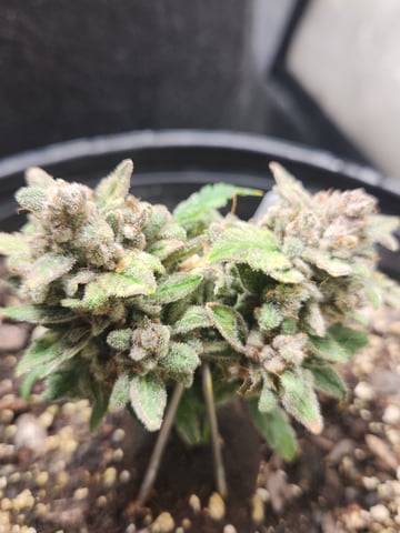 Mephisto Schoolyard Crush Grow-Pop tart OG and Apple Crush — flower, day 93