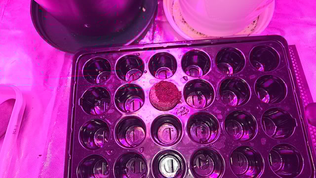 first grow adventure  — seedling_rooting, day 14