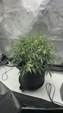 Autos: Banana Purple Punch (1)  & Guava Fig (2) — flower, day 74
