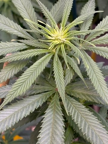 Blue Zushi (Dutch Passion Genetics) — flower, day 58