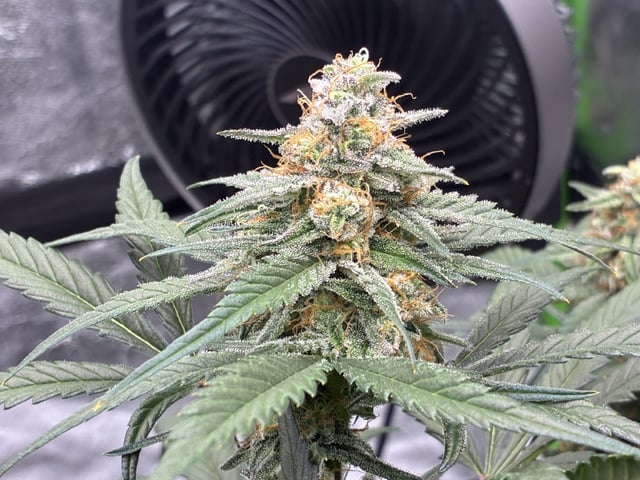 Jelly Donutz Auto And Pineapple OG Auto — flower, day 75