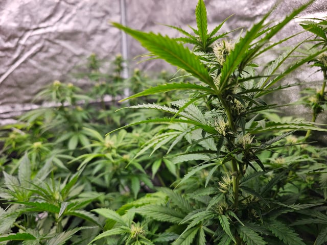 round 2 — flower, day 46