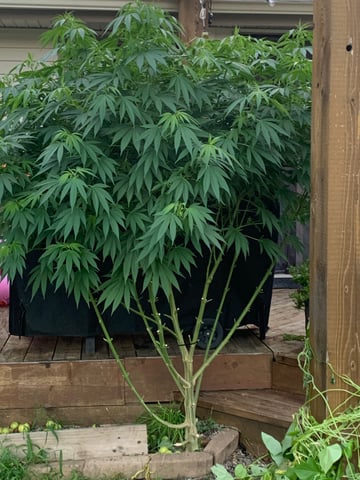 Outdoor  — flower, day 6