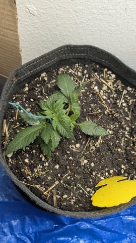 mephisto winter 2026 — vegetative, day 20