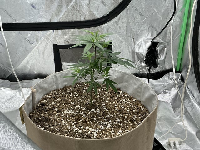 Crucible — vegetative, day 14