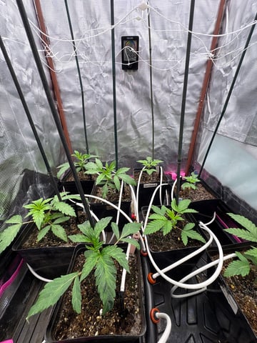 Grow #2 2x2x4 — seedling_rooting, day 27