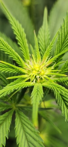 First clones (Dr nefario)  — flower, day 41