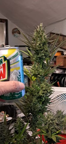 Outdoor Grow  — harvest, day 23