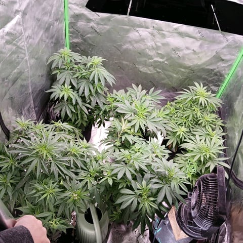 run #3 — vegetative, day 3