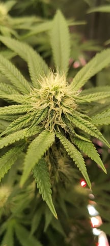 winter grow — flower, day 112