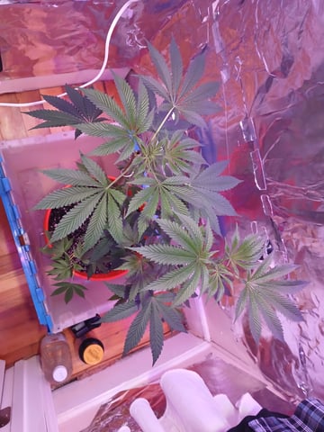 triangle kush  — vegetative, day 17