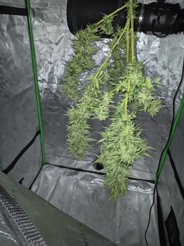 new strain — harvest, day 87