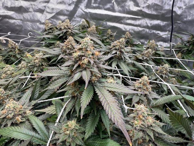 Green Gelato — flower, day 106