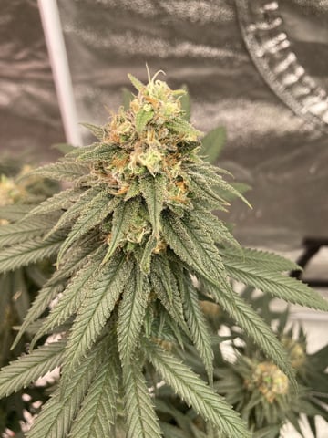 Planet Berry 7skunksgenetics  — flower, day 50