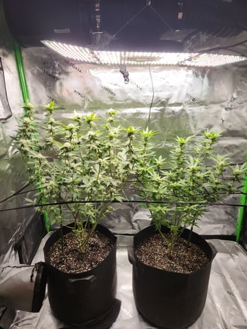 Fat Matt's 1st grow — flower, day 8