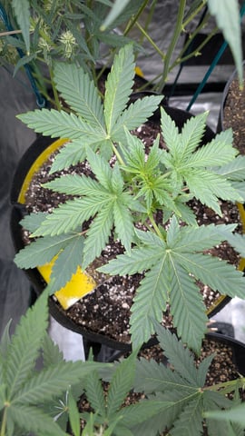 Mixed Grow — flower, day 64