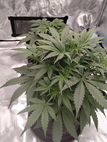 First grow — vegetative, day 33