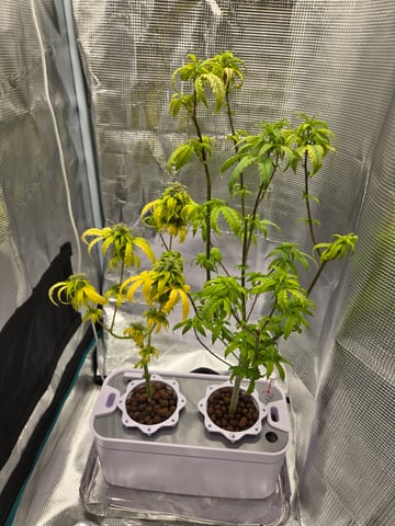 1st Grow — flower, day 93