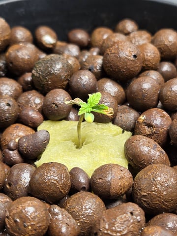 STELLA — seedling_rooting, day 24