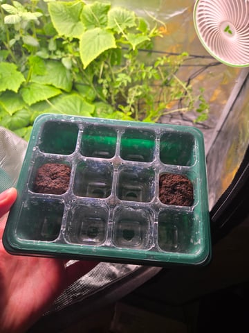 Fastbuds Autoflower Run — seedling_rooting, day 4