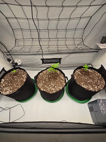 Purple Skunk 3 x 5  — seedling_rooting, day 16
