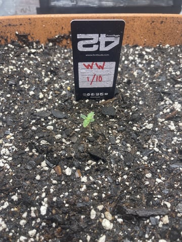 OG White Widow — seedling_rooting, day 12