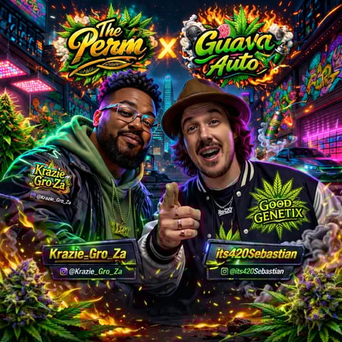 The Perm x Guava Auto — germination, day 2