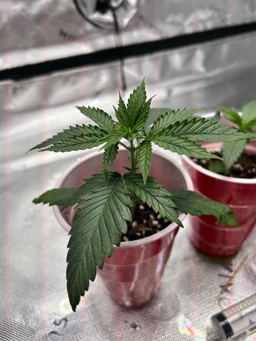 First Ever Grow GT — seedling_rooting, day 20