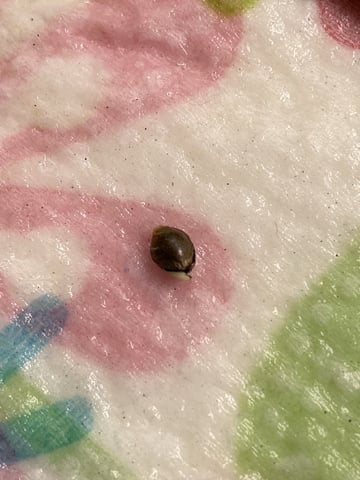 OG White Widow — germination, day 3