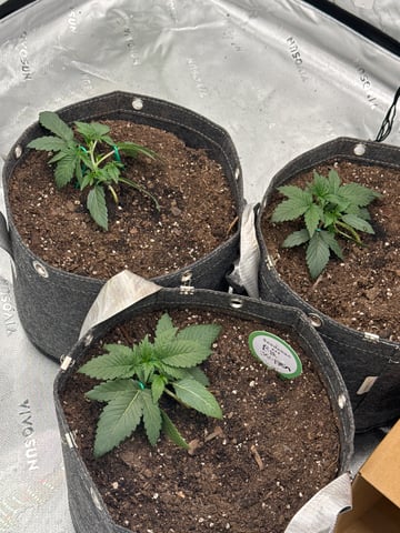 Humboldt  — vegetative, day 24