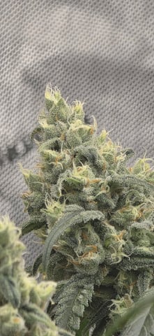 strawberry guava bx — flower, day 13