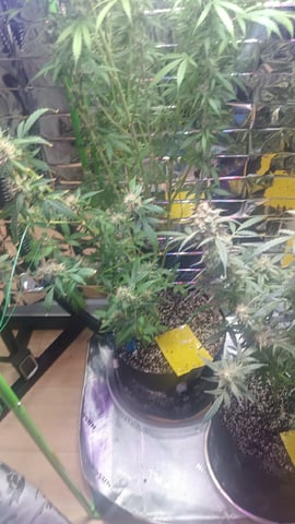 Gelato & Amnesia  — flower, day 84