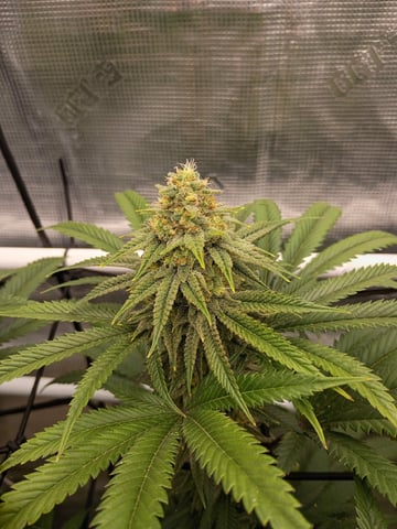 FastBuds Photo-Lemon Mandarin  — flower, day 122