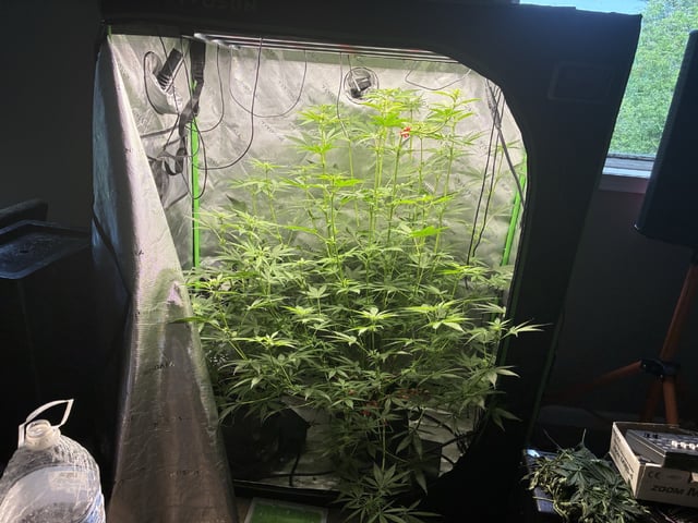 Jelly Donutz Auto And Pineapple OG Auto