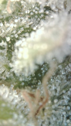 grow 3 — flower, day 61