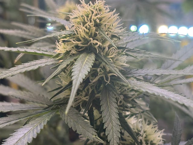 Grimm Glue by Brothers Grimm Genetics  — flower, day 78