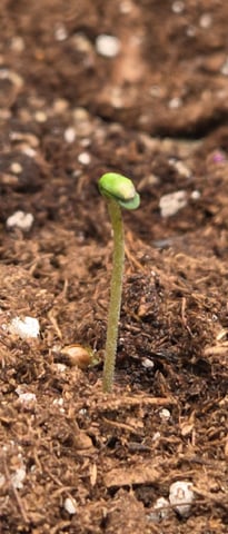 August Grow — seedling_rooting, day 9