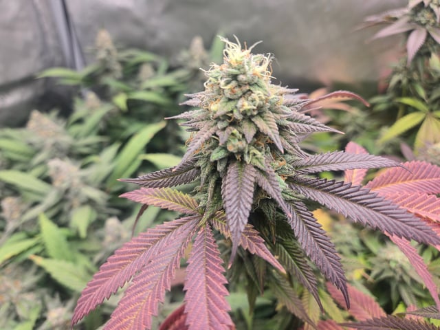 First Grow — flower, day 107
