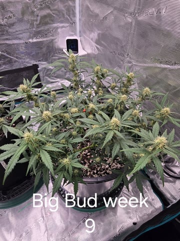 1st grow — flower, day 47