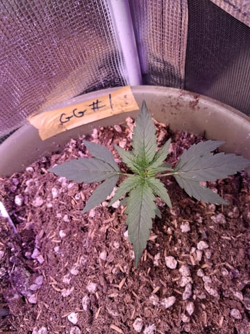 First Lagit Grow — grow_setup, day 1